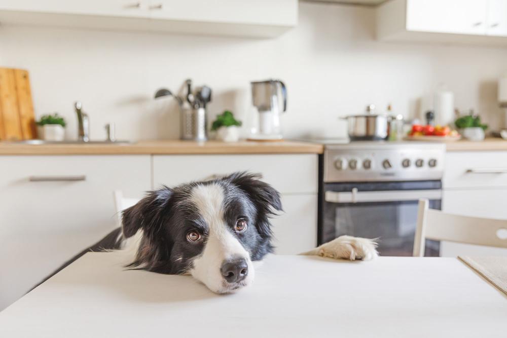 A dog sitting on a table in a modern kitchen with appliances, highlighting the presence of pet allergens in homes by MVP Appliances