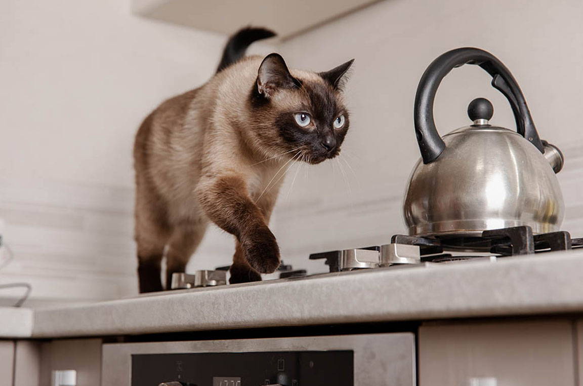 Cat walking on kitchen hobs from MVP Appliances
